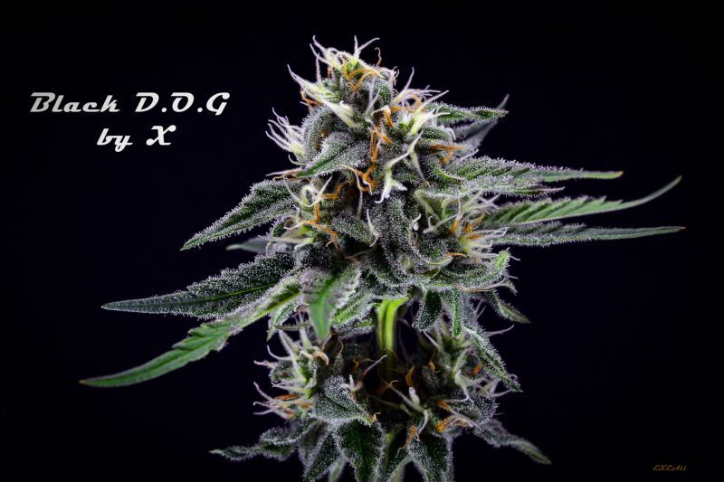 Экспресс Black D.O.G