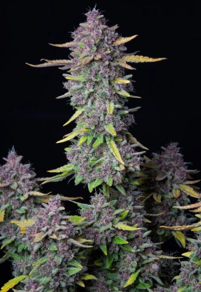 Auto Purple Punch
