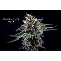 �������� Black D.O.G