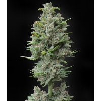 ����� Auto Og Kush