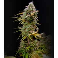 Auto Wedding Cheesecake