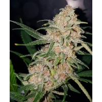 Auto �������� (Girl Scout Cookies)