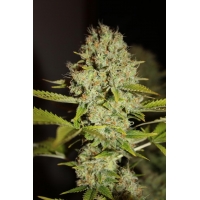 Auto  Mandarine