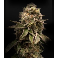 �������� Alien -������