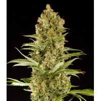 �������� Maroc