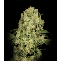 �������� AK 47