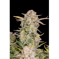 Auto Bruce Banner 