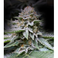 �������� Fire OG