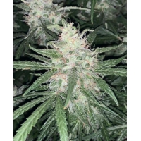 Auto ����������