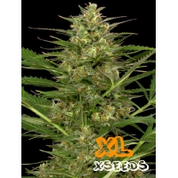 Auto Gorilla Glue XL