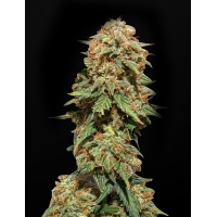  Auto Crystal Candy XL