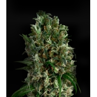 �������� Kali Mist